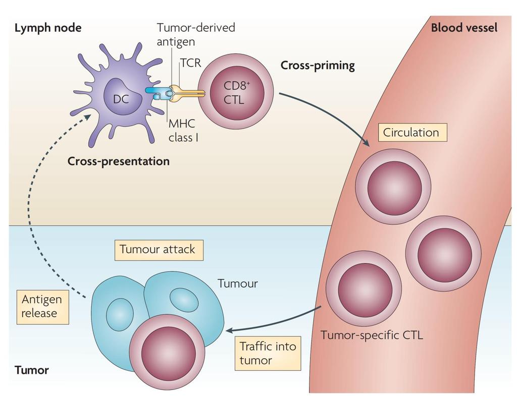 Tumor Antigen Mediated T-cell Activation Pfizer Confidential For