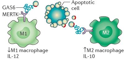 Mechanisms of PS Immunosuppression Mediated by TAM and TIMs Receptor Signaling TIM