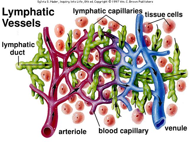 Lymphocyte Distribution Wander through tissues Enter blood