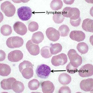 Lymphocytes Produced in lymphoid tissue, organs, and red bone marrow Function: detect