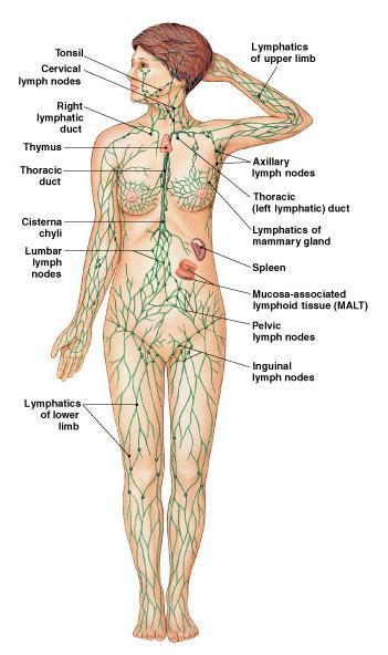 Major Components Lymph a fluid Lymphatic vessels
