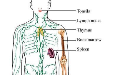 Major Components Spleen Thymus