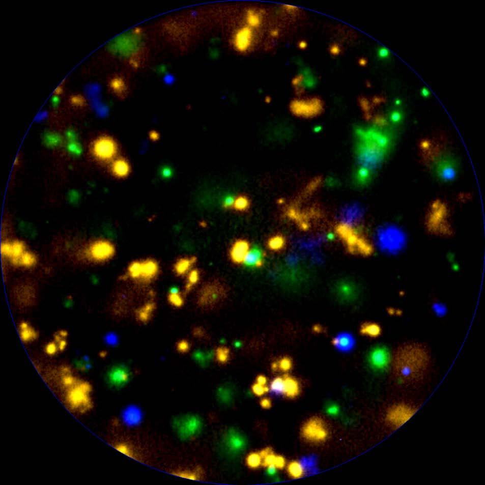 Dissecting the Ig classes: three-color detection of the HCMV specific antibody classes produced by polyclonally stimulated B cells: all three classes were produced yellow: IgG green: IgM blue: