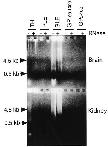 Glycans from glycosyltransferase-deficient mice Fig. 4. Recovery of DNA and RNA in various fractions.