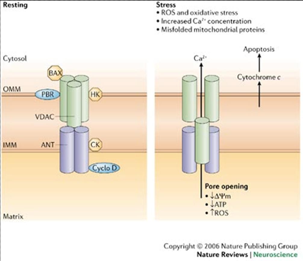 Mitochondrial Permeability Transition Pore (MPTP) Pore