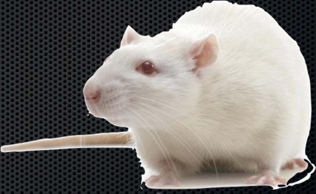 Postconditioning the Brain Rat, mouse, and tree shrew models Global and focal ischemic models Improved neurologic function/behavioral tests Decreased apoptosis Postconditioning window fairly