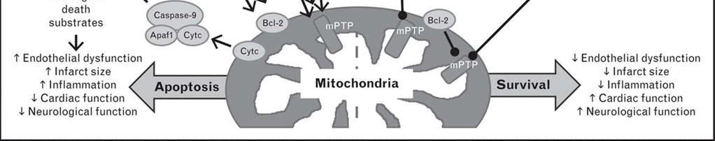 production of nitric oxide, inhibits mptp opening, and