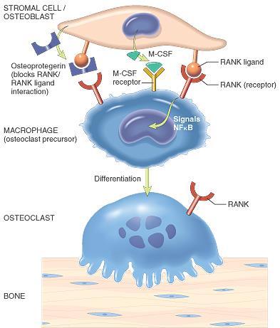 Action of RANK ligand Robbins and Cotran, Pathologic Basis of Disease, 7 th Ed http://www.xgeva.