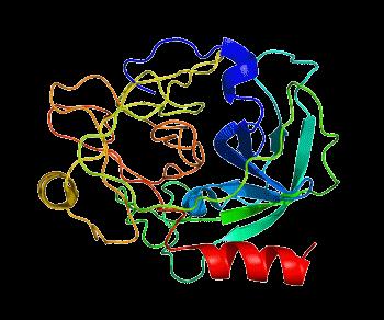 PSA is a member of the kalllikrein-related peptidase family and is secreted by the epithelial cells of the prostate gland.