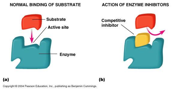 Factors Influencing Enzyme Activity