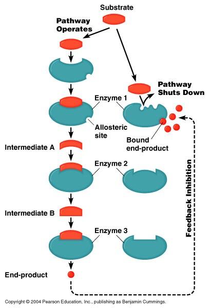 Factors Influencing Enzyme