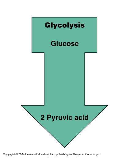 Glycolysis The oxidation of glucose