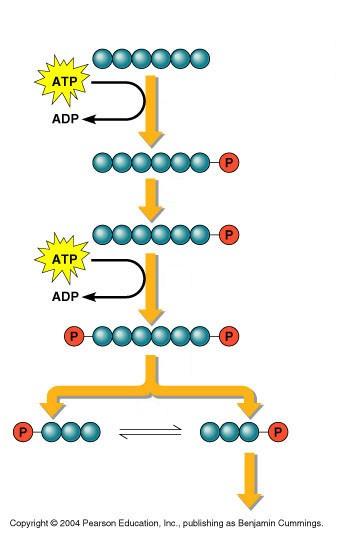 Preparatory Stage Preparatory Stage Glucose 1 2 ATPs are used Glucose is split to form 2 Glucose-3- phosphate 2 3 4 Glucose