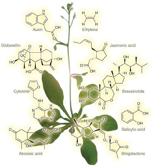 Phytohormones are An organic substance have a several structural have a different chemical properties.