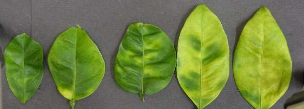 In HLB pathosystem HLB-symptoms involve chlorosis and/or discoloration due to the degradation of photosynthetic pigments such as chlorophylls and carotenoids.