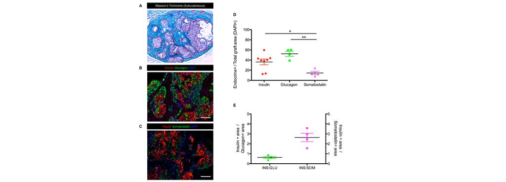 Figure S1: Immunohistochemistry of representative hesc-derived pancreatic endoderm cell (PEC) grafts transplanted into the subcutaneous (SC) space contain glucose regulatory cells (related to Figures