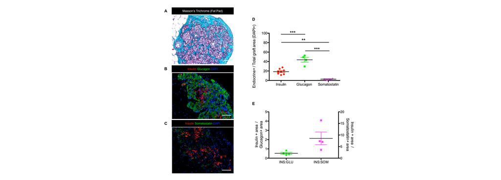 Figure S2: Immunohistochemistry of representative hesc-derived pancreatic endoderm cell (PEC) grafts transplanted into the fat pad (FP) contain glucose regulatory cells (related to Figures 3,5,6 and