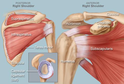 The Shoulder Girdle The shoulder is one of the largest and most complex joints in the body. It is formed where the humerus fits into the glenoid fossa of the scapula, much like a ball and socket.