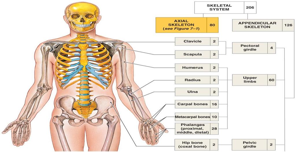 The Appendicular Skeleton is composed of the 126 bones of