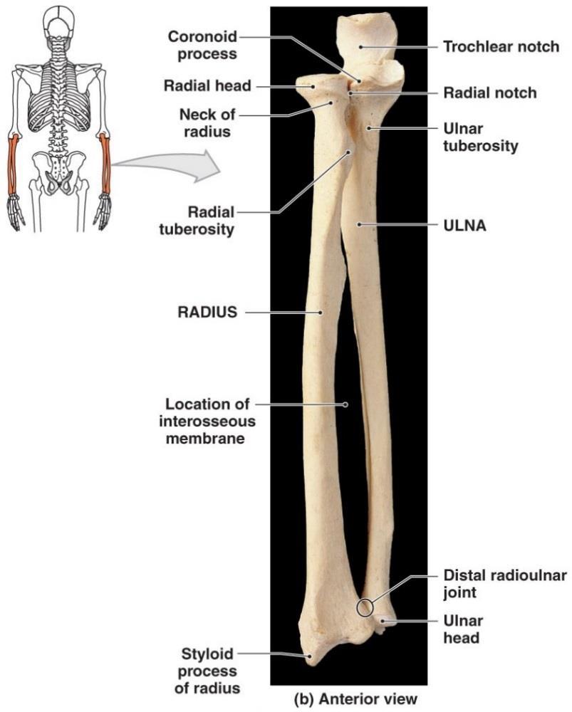The Ulna the medial bone of the forearm.