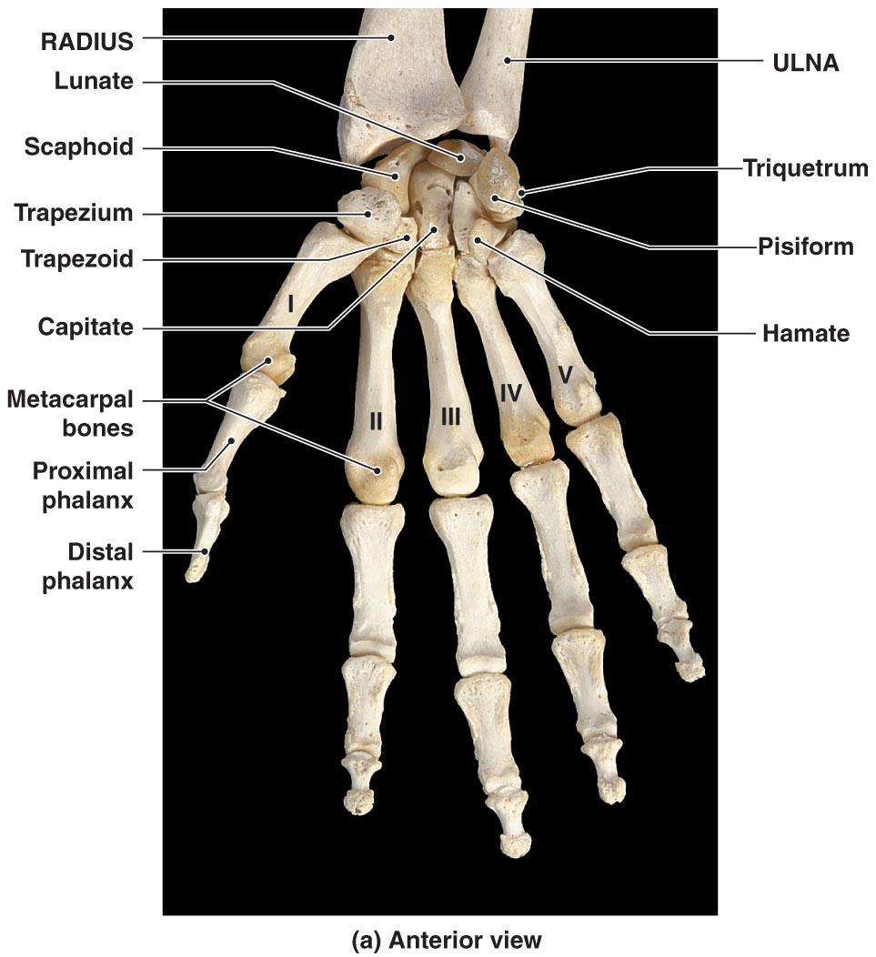 Phalanges, mini long bones of the hands, (14 total finger bones).