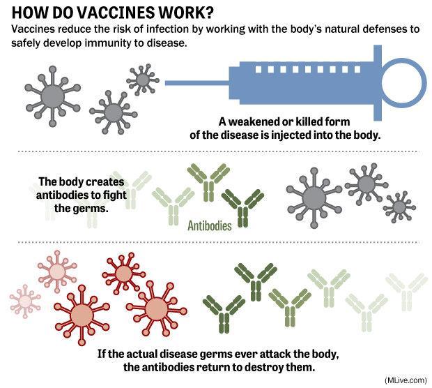 How vaccines work Vaccine myths The flu vaccine does not give you the flu. Some people get the vaccine too late, or catch a cold and think they have the flu.