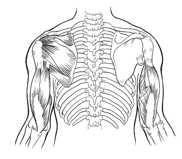 Deviation 4: Shoulder Position and Thoracic Spine Limitations and compensations to movement at the shoulder occur frequently due to the complex nature of the shoulder girdle.