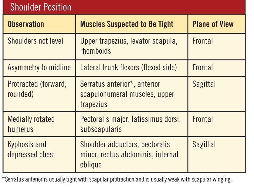 Shoulders: Normal Kyphosis Determine whether the spine exhibits normal kyphosis.
