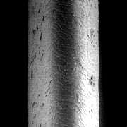 µm) Human Hair (60 µm