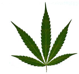 Marijuana The most used illegal drug by far Is it really harmful