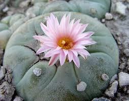 Peyote Grows in Southwest US and Mexico Causes hallucinations Has a