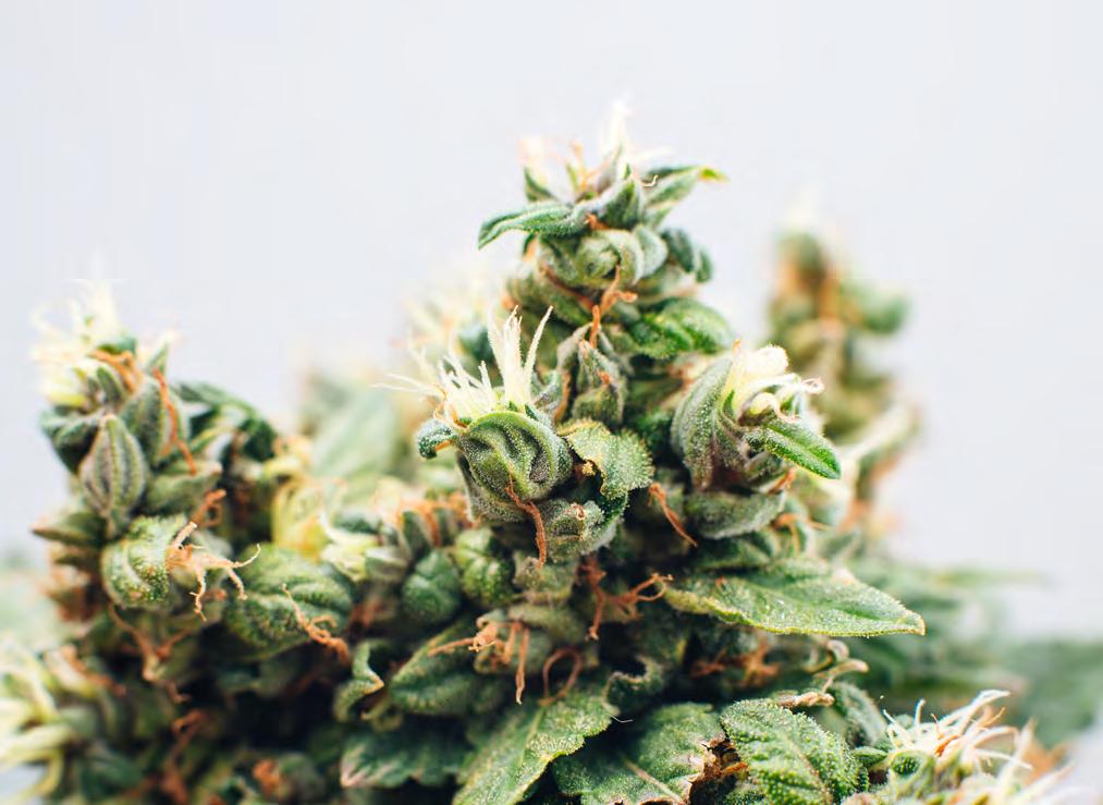 With these points in mind, there are steps that payers can take now to stay at the forefront of medical marijuana management.
