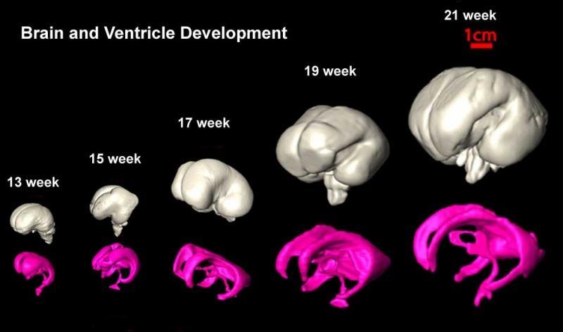 Prenatal brain development Endogenous cannabinoids and cannabinoid receptors