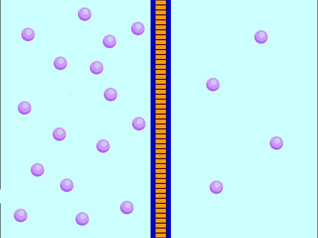Concentration gradient a difference in the concentration of a substance across a distance (cell membrane) When a substance