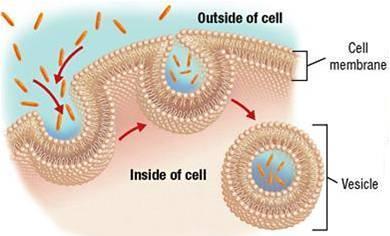 The cell membrane pinches to form a vesicle which brings its