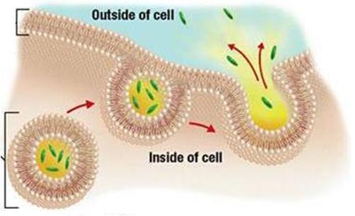 The vesicle fuses with the cell membrane and empties its contents outside the cell.