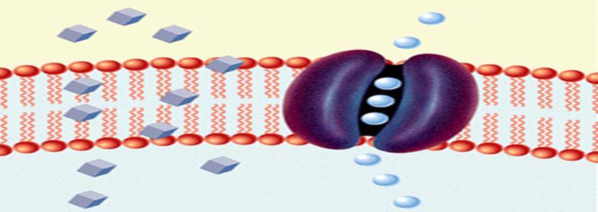 Only small, nonpolar substances can pass directly through the membrane (like CO 2 and O 2 ) Ions (like Na + /K + ) & polar