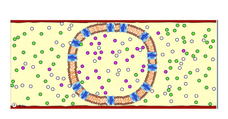 Transport Across Cell Membrane Many materials cross through the cell membrane (enter cell or leave cell) The types of transport are grouped into two categories: