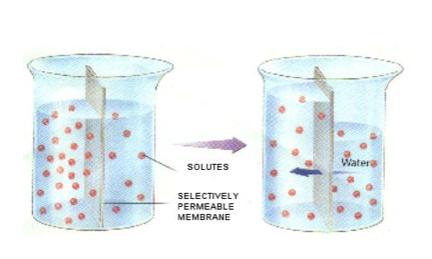 Types of Passive Transport: Diffusion Osmosis Facilitated Diffusion Ion Channel OSMOSIS Type of Passive Transport driven by kinetic energy OSMOSIS is the diffusion of water!