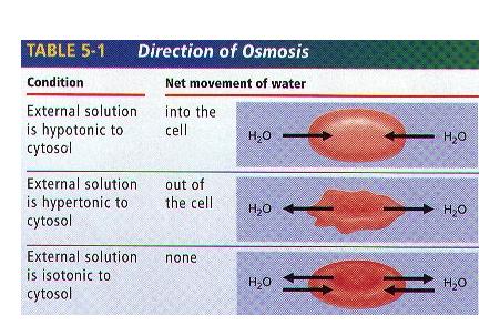 HYPOTONIC SOLUTION External solution has higher concentration of water than inside the cell Water moves into the cell Cell can burst!