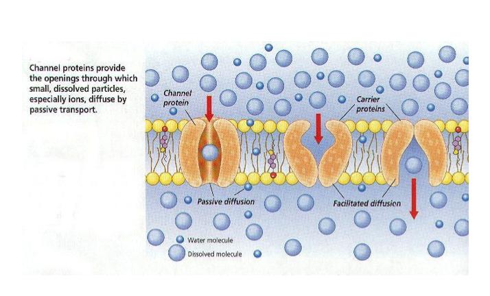 Types of Passive Transport: Diffusion Osmosis Facilitated Diffusion Ion Channel FACILITATED DIFFUSION Type of passive transport that is driven by kinetic energy Moving molecules from high to low