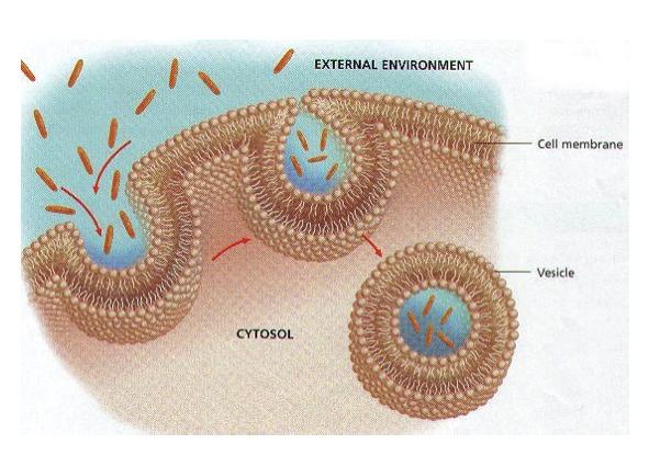 Cell membrane encloses the external materials in a pouch 3.