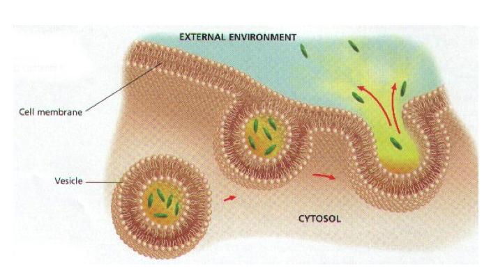 cell membrane 3.