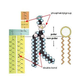 The Cell Membrane It s Selectively Permeable HOW DOES IT DO THAT?
