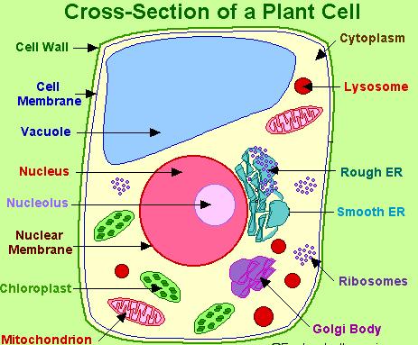 The Cell All living things are composed of cells. The cell is smallest unit of living things that can carry out the activities necessary for life.