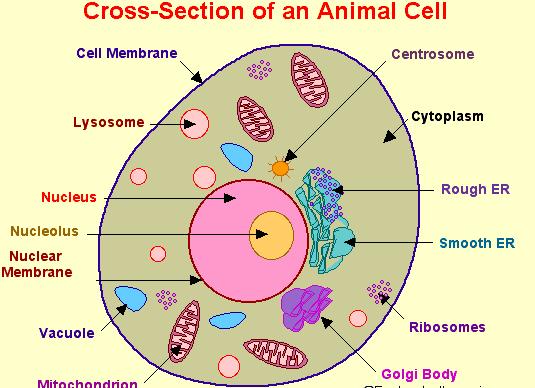 There are two distinct types of cells: eukaryotic cells and prokaryotic cells.
