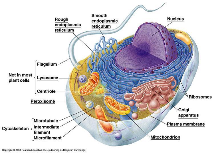 The interior of either type of cell is called the cytoplasm; in eukaryotic cells, this term refers only to the region between the nucleus and the plasma membrane.