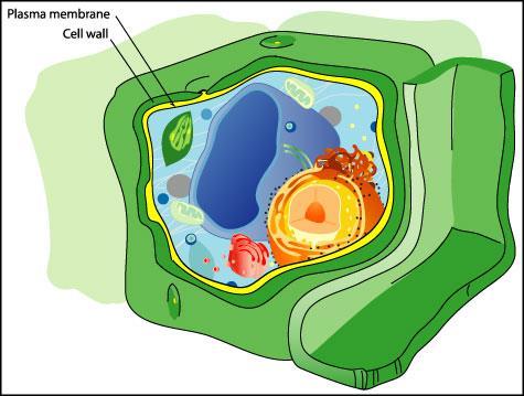 Cell wall Chitins Cell wall is one cell structure not found in animal cells.