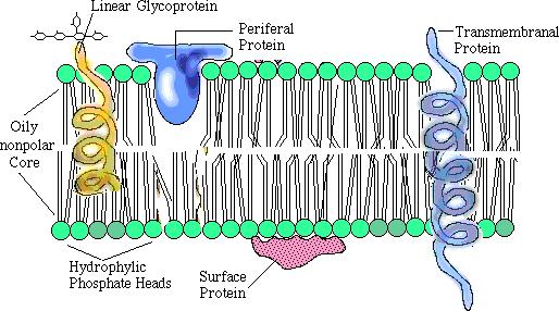 embedded in the phospholipid bilayer.it is a doublelayered structure made up of phospholipids and proteins.
