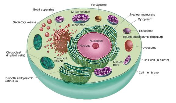 Organelles in eukaryotic cells A eukaryotic cells are like a biological factories.